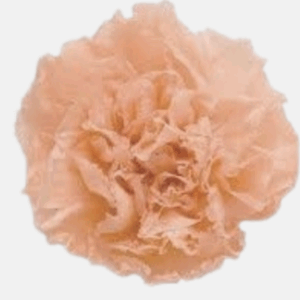 Carnations - Fancy